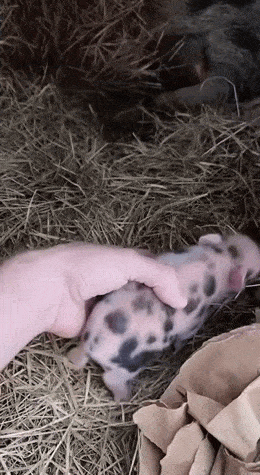 Просто гифки, всякие и&nbsp;разные