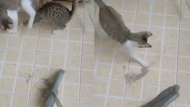 Коты мешают хозяйке подметать