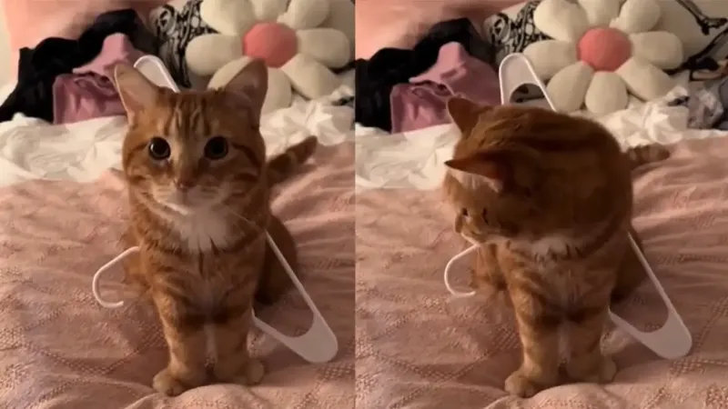 Любопытный кот застрял в вешалке