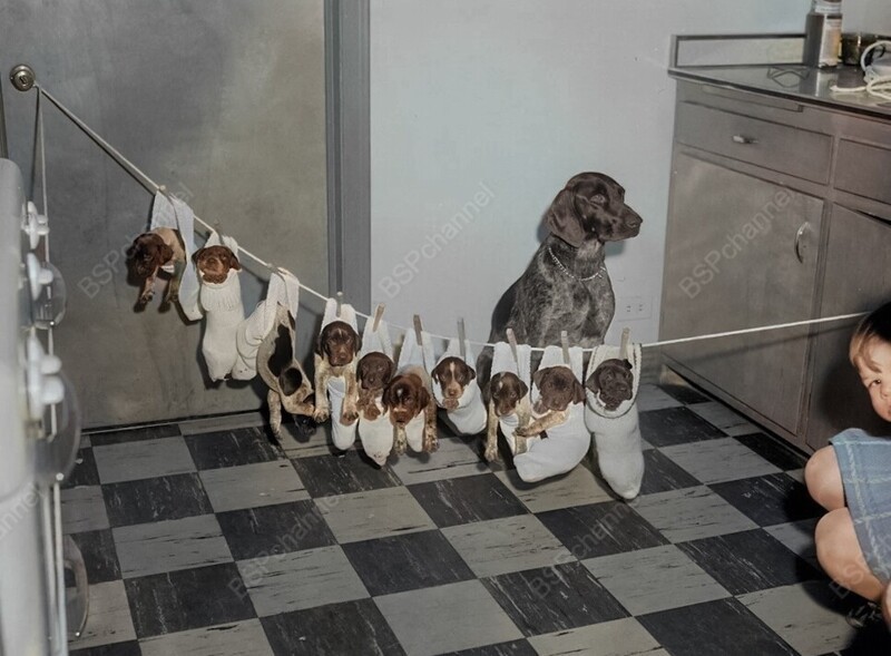 Подборка смешных и забавных фотографий с собаками, которые поднимут настроение