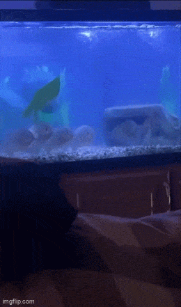 Подводные зрители