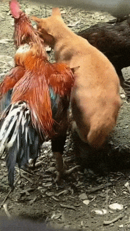 Свой среди чужих