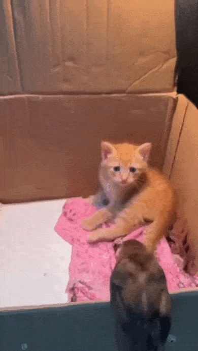 Просто гифки, всякие и&nbsp;разные