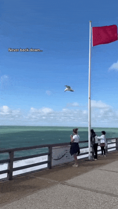 Просто гифки, всякие и&nbsp;разные