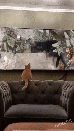 Просто гифки, всякие и&nbsp;разные