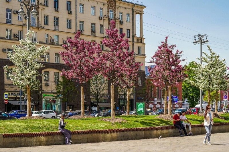 С 2011 по 2024 год в Москве высадили 13 миллионов деревьев и кустарников