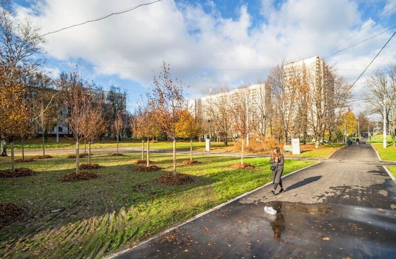 С 2011 по 2024 год в Москве высадили 13 миллионов деревьев и кустарников