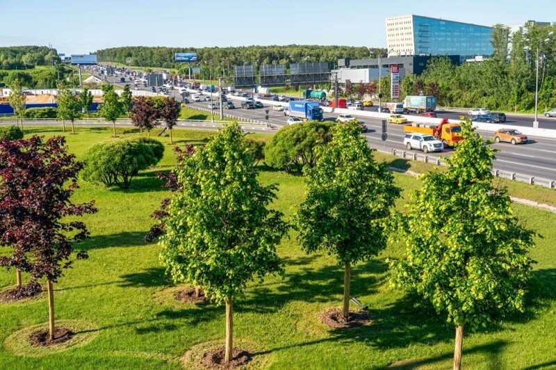 С 2011 по 2024 год в Москве высадили 13 миллионов деревьев и кустарников