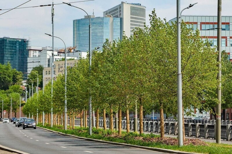 С 2011 по 2024 год в Москве высадили 13 миллионов деревьев и кустарников