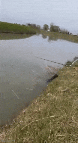 Рыбу высматривает