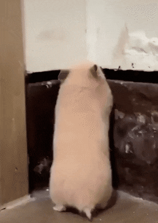 Просто гифки, всякие и&nbsp;разные