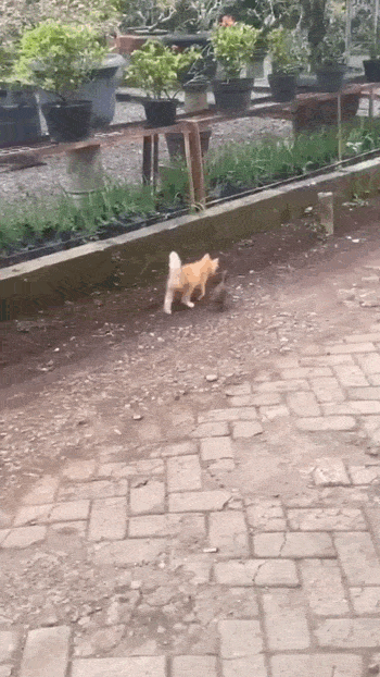 Просто гифки, всякие и&nbsp;разные