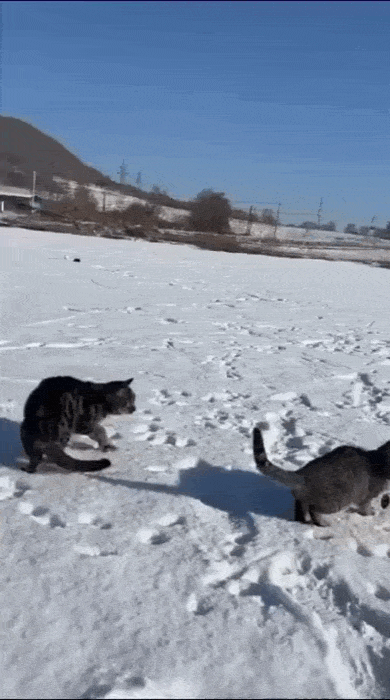 Просто гифки, всякие и&nbsp;разные