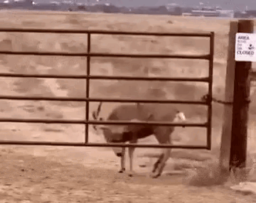 Просто гифки, всякие и&nbsp;разные