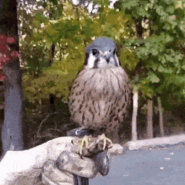 Просто гифки, всякие и&nbsp;разные