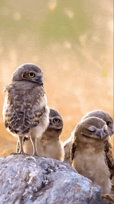 Просто гифки, всякие и&nbsp;разные