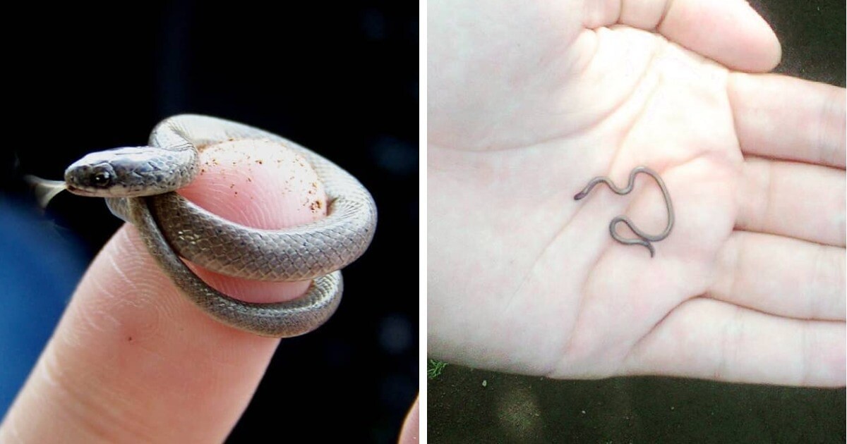 Tetracheilostoma carlae (узкоротая змея) — 10-10,4 сантиметров