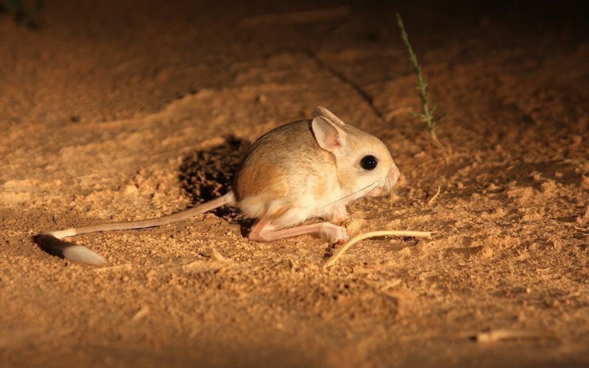 Карликовый трёхпалый тушканчик — 4 сантиметра