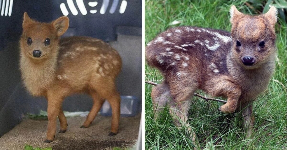 Северный пуду — 60-74 сантиметра