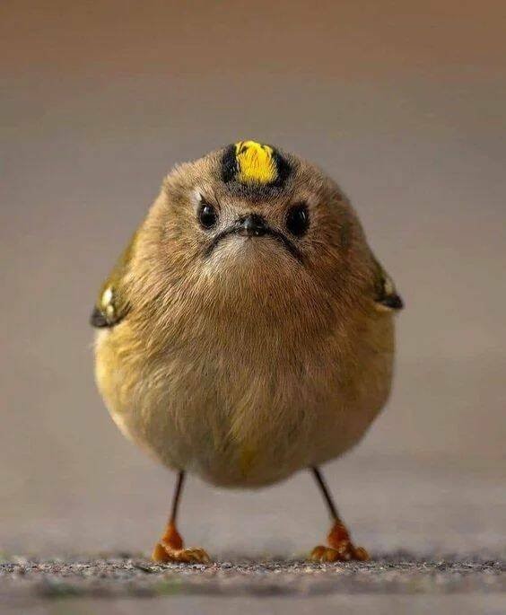 Намешалось