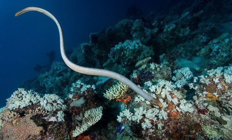 Оливковая морская змея