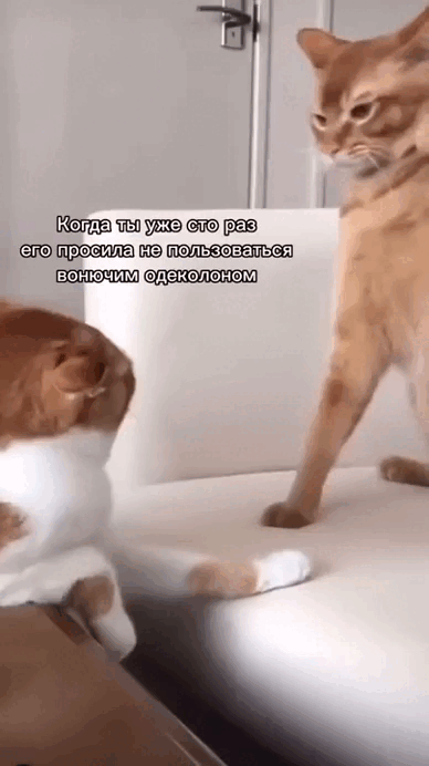 Просто гифки, всякие и&nbsp;разные