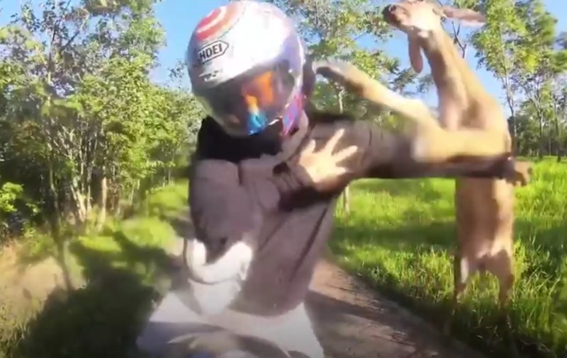 В Таиланде олень напал на байкера