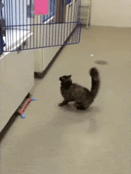 Просто гифки, всякие и разные Просто гифки, всякие и разные