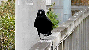 Просто гифки, всякие и разные Просто гифки, всякие и разные