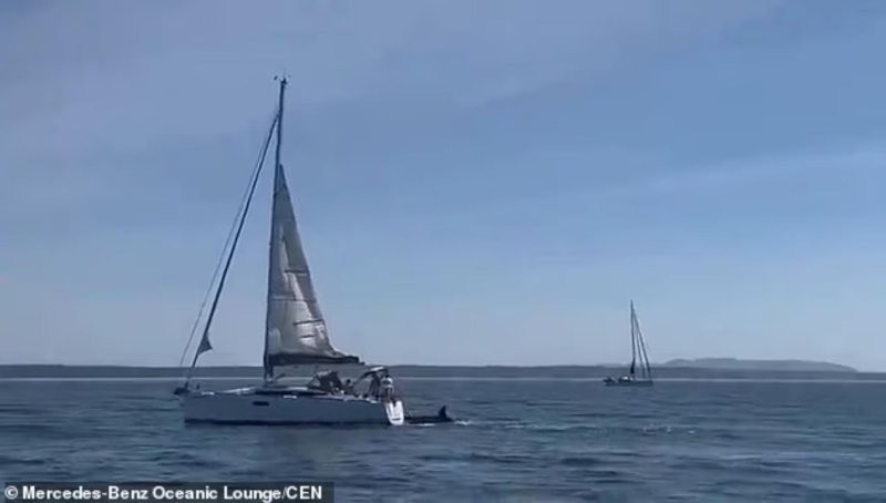 Стая косаток потопила яхту у берегов Португалии