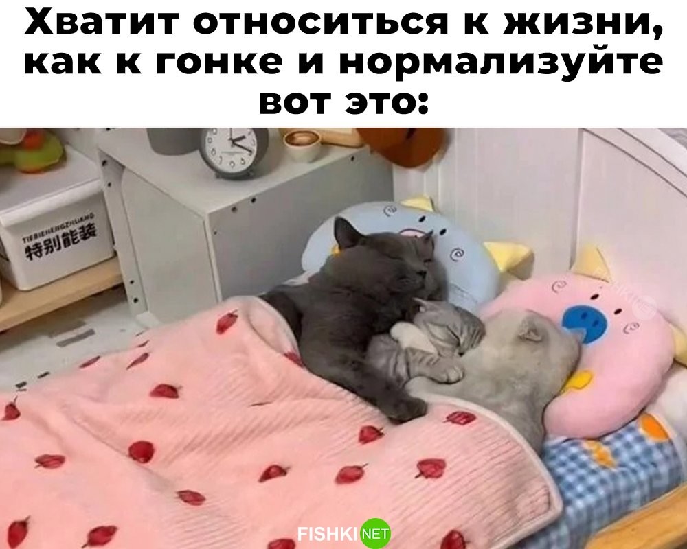 Скрины из соцсетей            