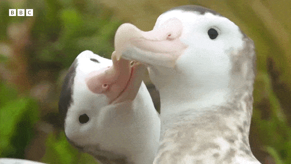 Просто гифки, всякие и&nbsp;разные