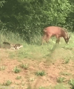 Просто гифки, всякие и&nbsp;разные