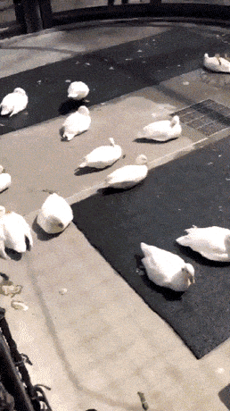 Просто гифки, всякие и&nbsp;разные