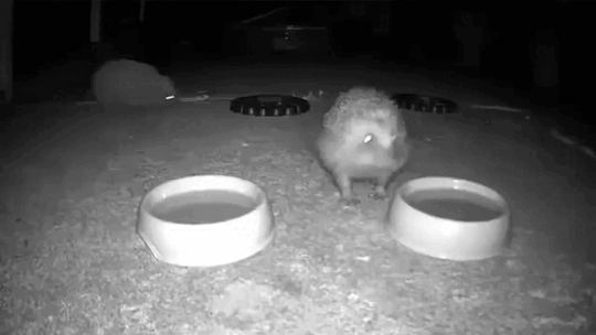 Просто гифки, всякие и&nbsp;разные