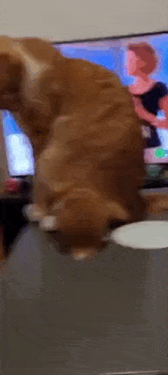 Просто гифки, всякие и&nbsp;разные