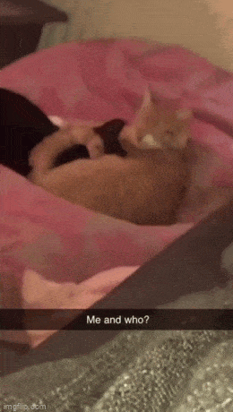 Просто гифки, всякие и&nbsp;разные