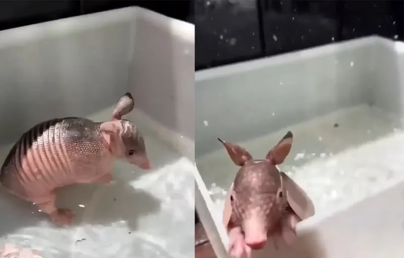 Броненосец полюбил водные процедуры