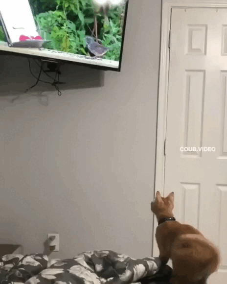 Просто гифки, всякие и&nbsp;разные