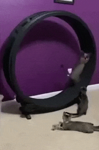 Просто гифки, всякие и&nbsp;разные