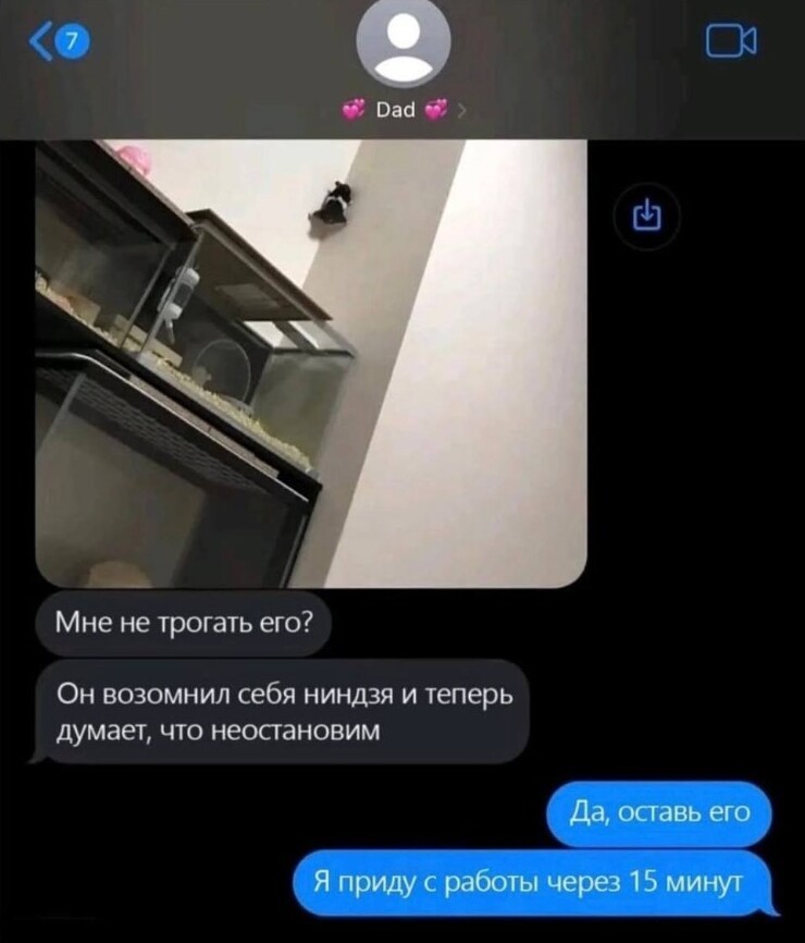 Боевой хомяк показал, как правильно сбегать от проблем