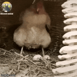 Просто гифки, всякие и&nbsp;разные