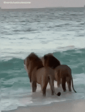 Просто гифки, всякие и&nbsp;разные