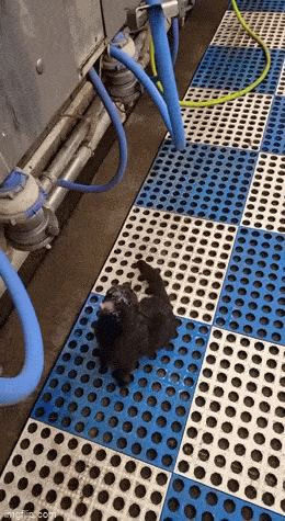 Просто гифки, всякие и&nbsp;разные