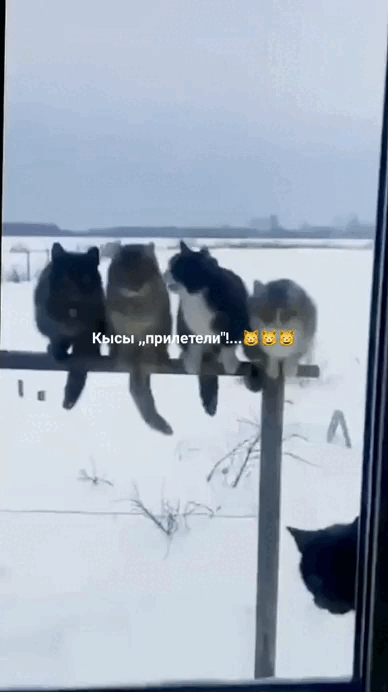 Просто гифки, всякие и&nbsp;разные