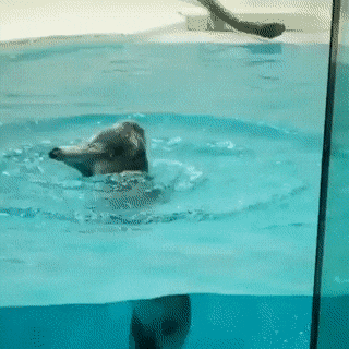 Просто гифки, всякие и&nbsp;разные