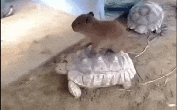 Просто гифки, всякие и&nbsp;разные