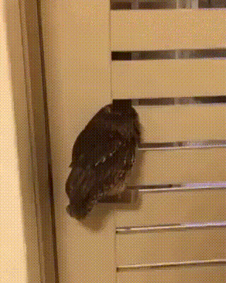 Просто гифки, всякие и&nbsp;разные