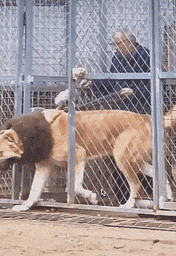 Просто гифки, всякие и&nbsp;разные