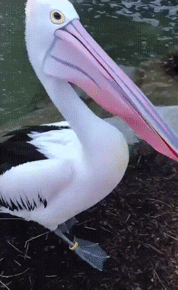 Просто гифки, всякие и&nbsp;разные